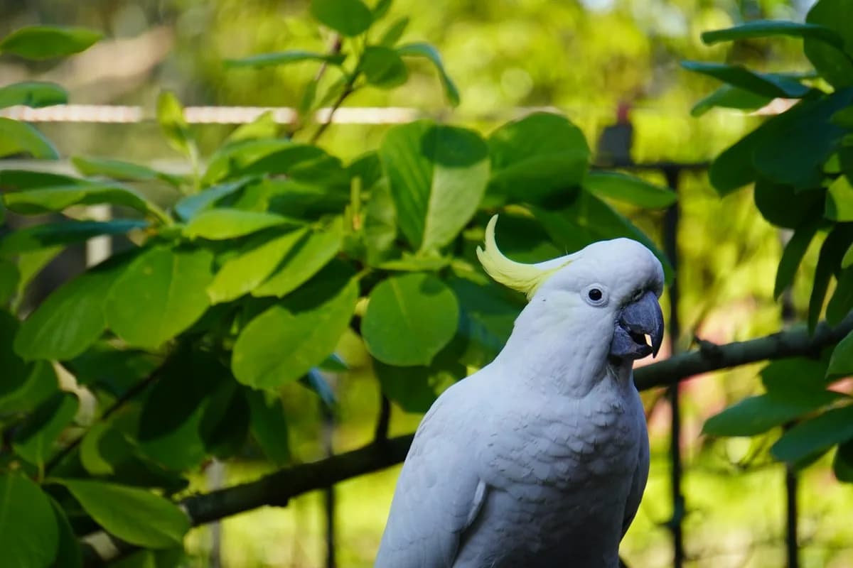 A white cockatoo perched among green leaves