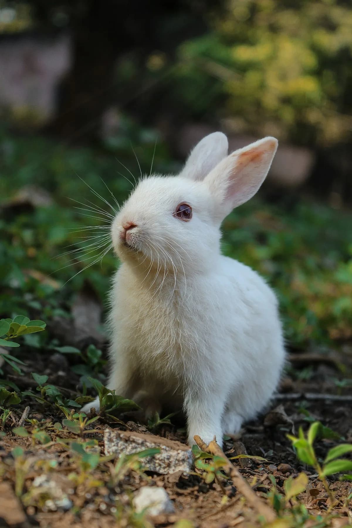 A white rabbit resting on grass
