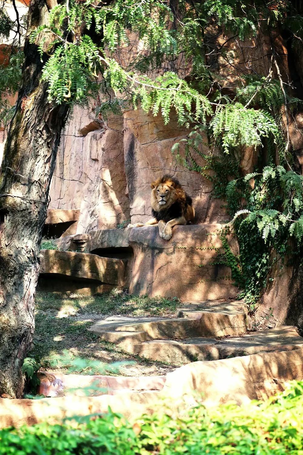 A lion resting in its rocky enclosure at Brookfield Zoo; illustrative stock photo
